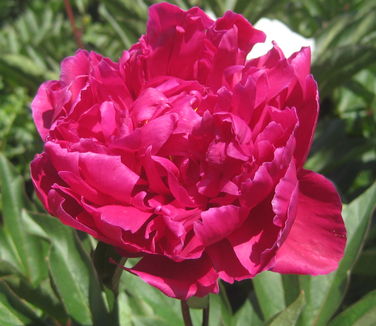 Paeonia Karl Rosenfield