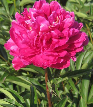 Paeonia Karl Rosenfield 