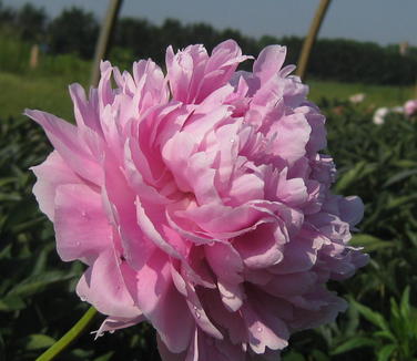 Paeonia Sarah Bernhardt