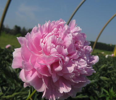 Paeonia Sarah Bernhardt