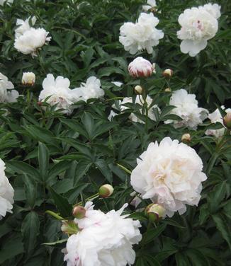 Paeonia Shirley Temple