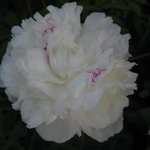 Paeonia Festiva Maxima