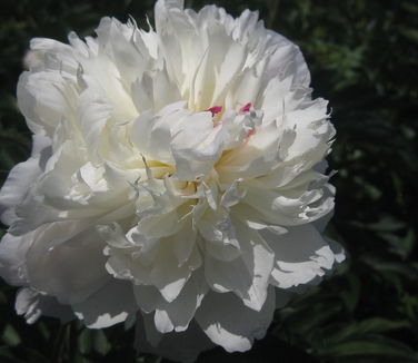 Paeonia Shirley Temple