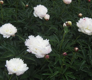 Paeonia Shirley Temple