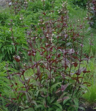 Penstemon digitalis Husker Red (@ Maine Bot Garden)