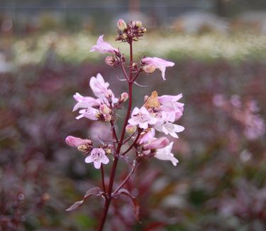 Penstemon digitalis Husker Red (@ Maine Bot Garden)