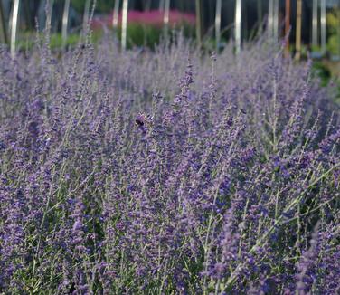 Perovskia atriplicifolia Little Spire - Russian Sage 