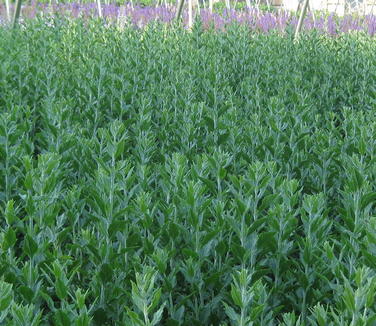 Perovskia atriplicifolia Little Spire - Russian Sage