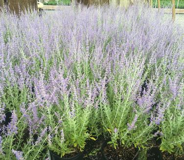 Perovskia atriplicifolia Little Spire