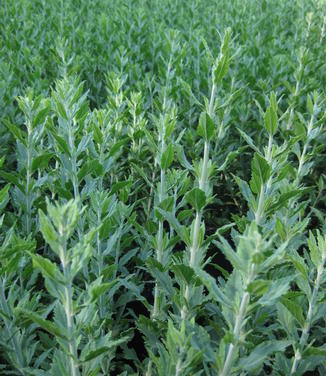 Perovskia atriplicifolia Little Spire - Russian Sage