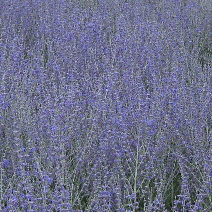 Perovskia atriplicifolia 'Superba' - Russian Sage