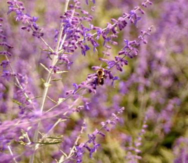 Perovskia atriplicifolia Superba - Russian Sage