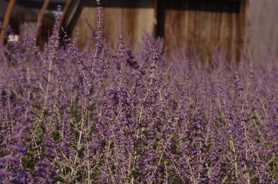 Perovskia atriplicifolia 'Superba' - Russian Sage