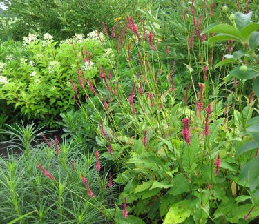 Persicaria amplexicaulis Firetail - Fleece Flower