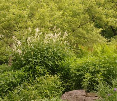 Persicaria polymorpha (Chanticleer)