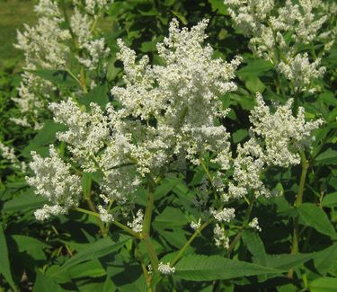 Persicaria polymorpha 