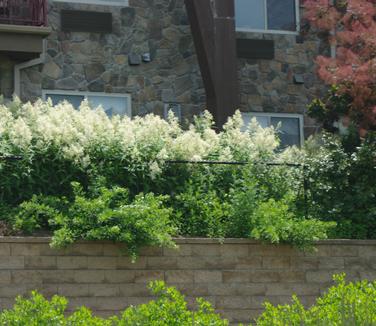 Persicaria polymorpha @ Grande Cascade 