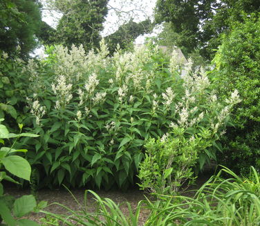 Persicaria polymorpha