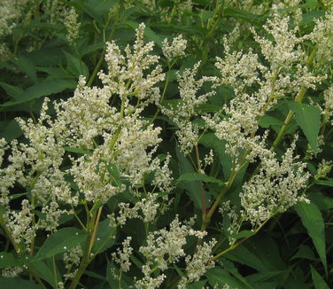 Persicaria polymorpha