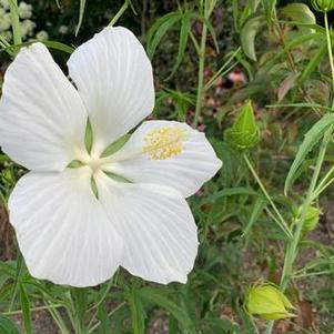 Hibiscus coccineus Alba