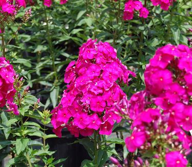 Phlox paniculata 'Nicky'