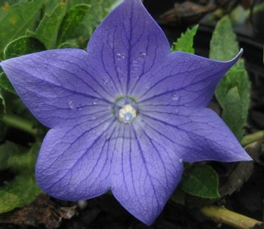 Platycodon grandiflorus Sentimental Blue