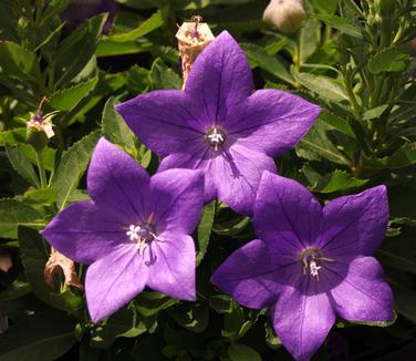 Platycodon grandiflorus Sentimental Blue