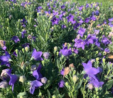 Platycodon grandiflorus 'Sentimental Blue' - Balloon Flower from Pleasant Run Nursery