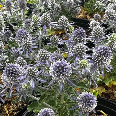 Eryngium planum Blue Hobbit