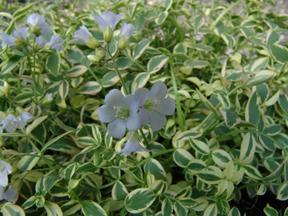 Polemonium reptans 'Stairway to Heaven' - Jacob's Ladder from Pleasant Run Nursery