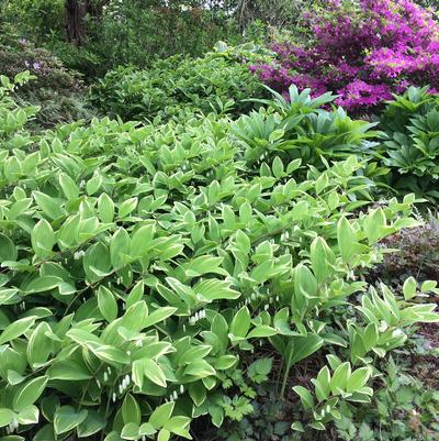 Polygonatum odoratum Variegatum