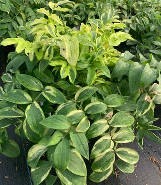 Polemonium reptans 'Stairway to Heaven' - Jacob's Ladder from Pleasant Run Nursery