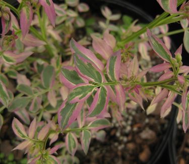 Polemonium reptans 'Stairway to Heaven' - Jacob's Ladder (Photo: North Creek Nurseries)