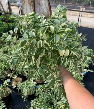 Polemonium reptans 'Stairway to Heaven' - Jacob's Ladder from Pleasant Run Nursery