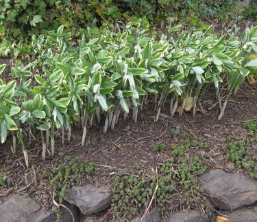 Polygonatum odoratum Variegatum