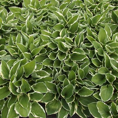 Hosta Francee