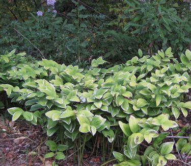 Polygonatum odoratum Variegatum - Variegated Solomon's Seal