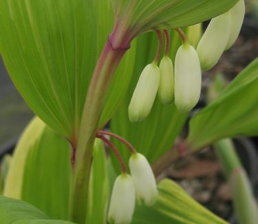 Polygonatum odoratum Variegatum - Variegated Solomon's Seal