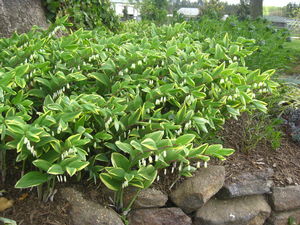 Polygonatum odoratum 'Variegatum' - Variegated Solomon's Seal