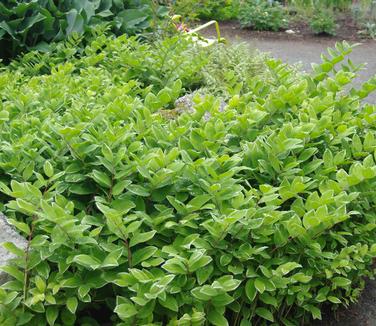 Polygonatum odoratum Variegatum (@ Maine Bot Garden)