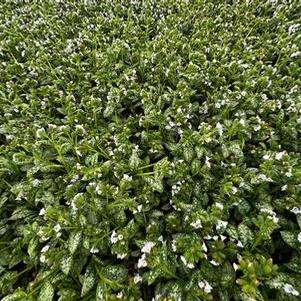 Pulmonaria x Sissinghurst White