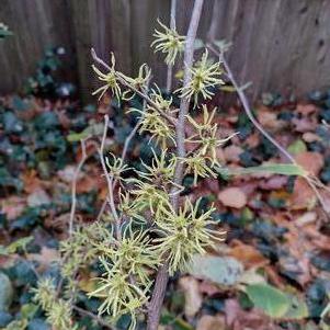 Hamamelis virginiana Christmas Gold