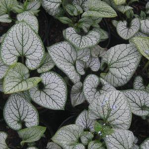 Brunnera macrophylla Silver Heart