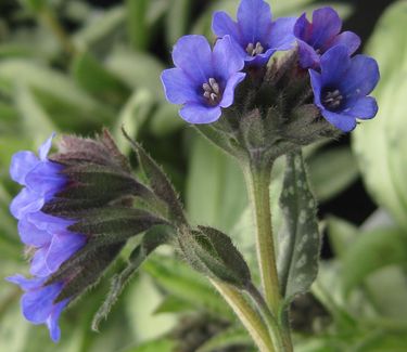 Pulmonaria longifolia var. cevennensis - Longleafed Lungwort 