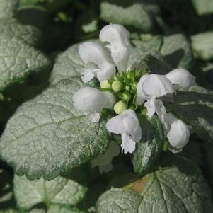 Lamium maculatum White Nancy