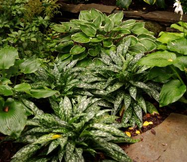 Pulmonaria x Raspberry Splash