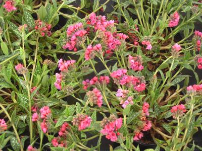 Pulmonaria x 'Raspberry Splash'