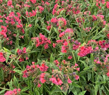 Pulmonaria x Raspberry Splash - Lungwort