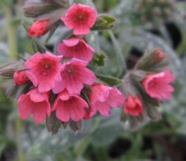 Pulmonaria x Raspberry Splash - Lungwort