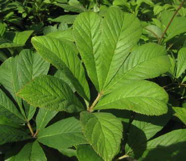 Rodgersia pinnata 'Fireworks' 